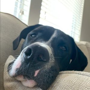 Meet your Posher, James